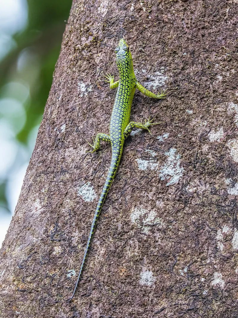 Photograph of Emerald Tree Skink (Lamprolepis smaragdina).