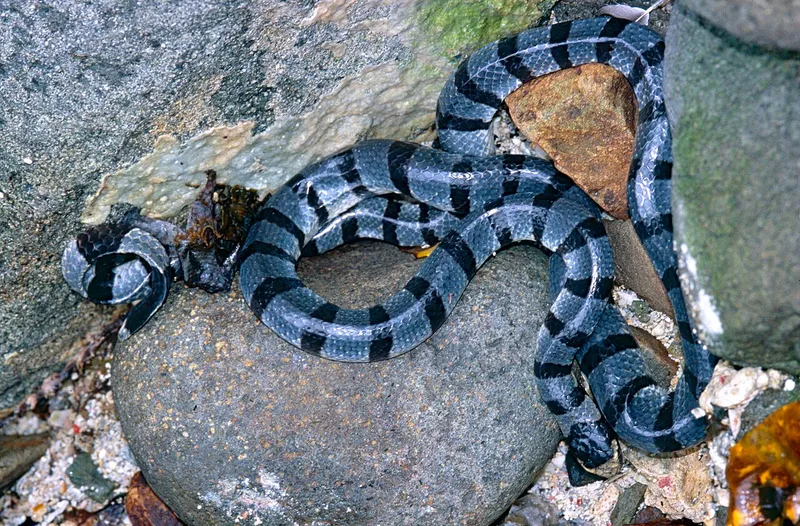 Foto Laticauda colubrina.