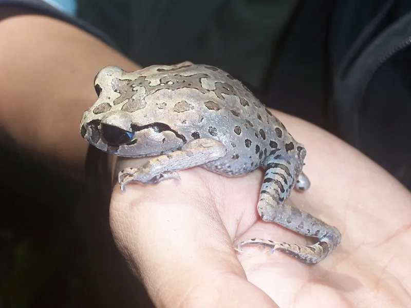 Photograph of Hasselt's Toad (Leptobrachium hasseltii).