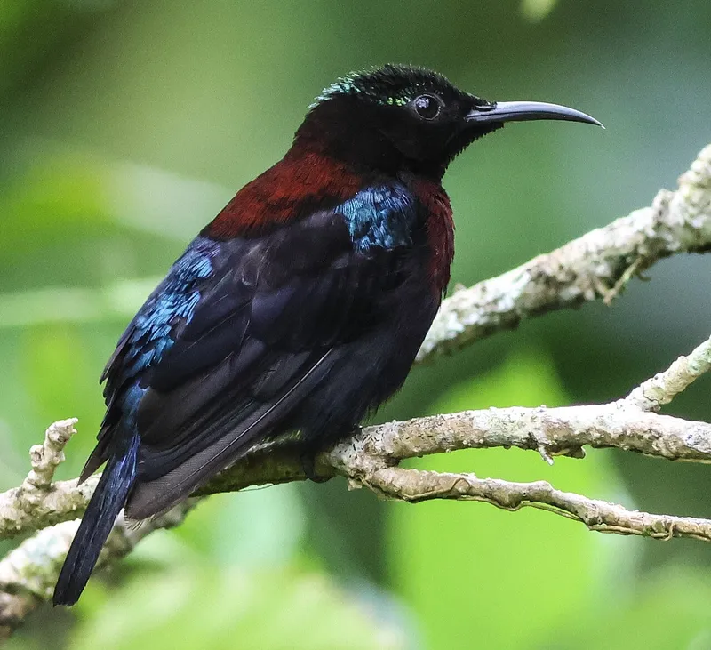 Foto Leptocoma sericea.