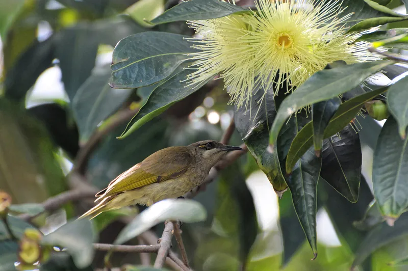 Foto Isap-madu australia (Lichmera indistincta).