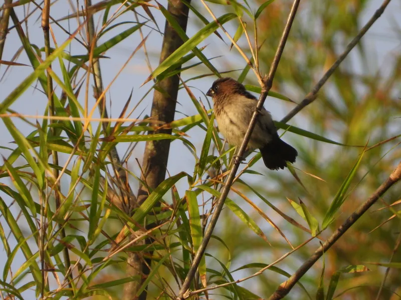 Foto Bondol jawa (Lonchura leucogastroides).