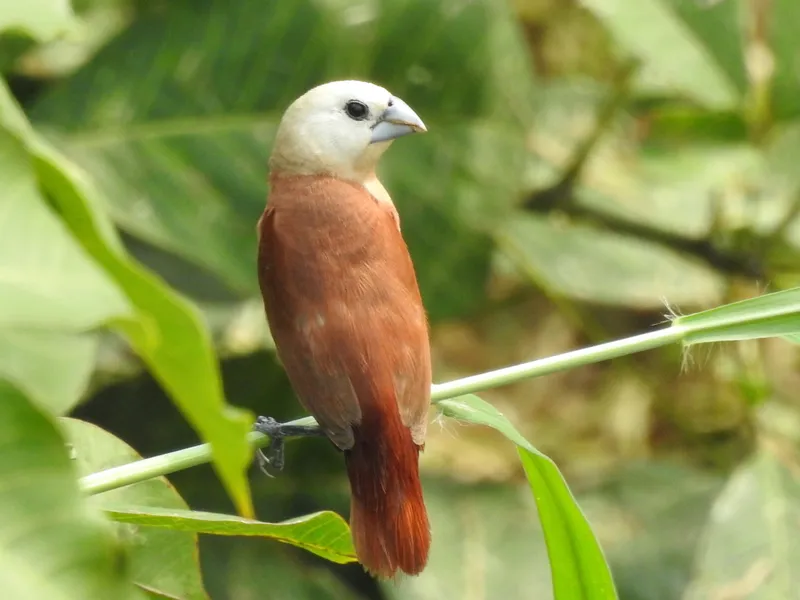 Photograph of White-headed Munia (Lonchura maja).