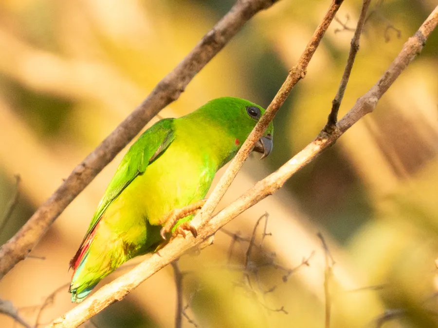 Foto Serindit melayu (Loriculus galgulus).
