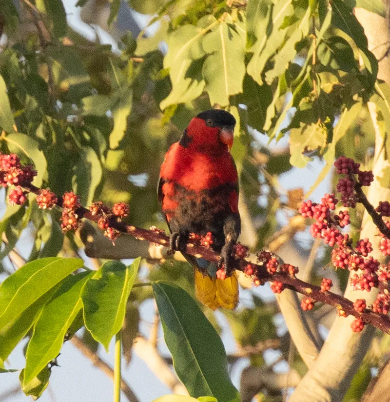 Photograph of Black-capped lory (Lorius lory).