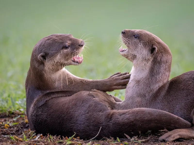 Photograph of Smooth-coated otter (Lutrogale perspicillata).