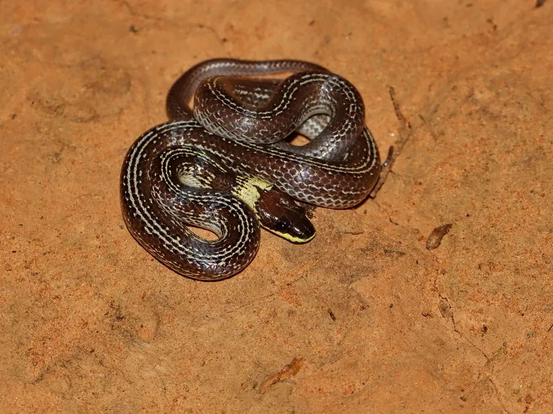 Photograph of Common Wolf Snake (Lycodon capucinus).