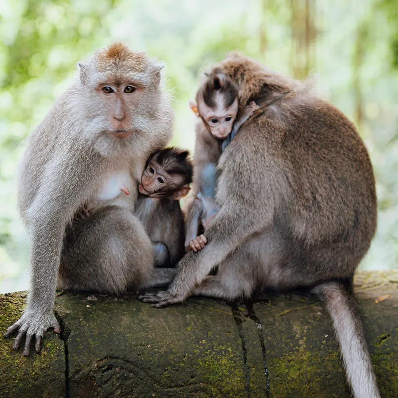 Foto Monyet ekor panjang (Macaca fascicularis).