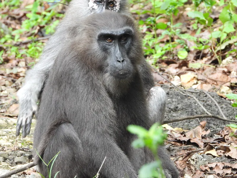 Foto Ceba (Macaca maura).