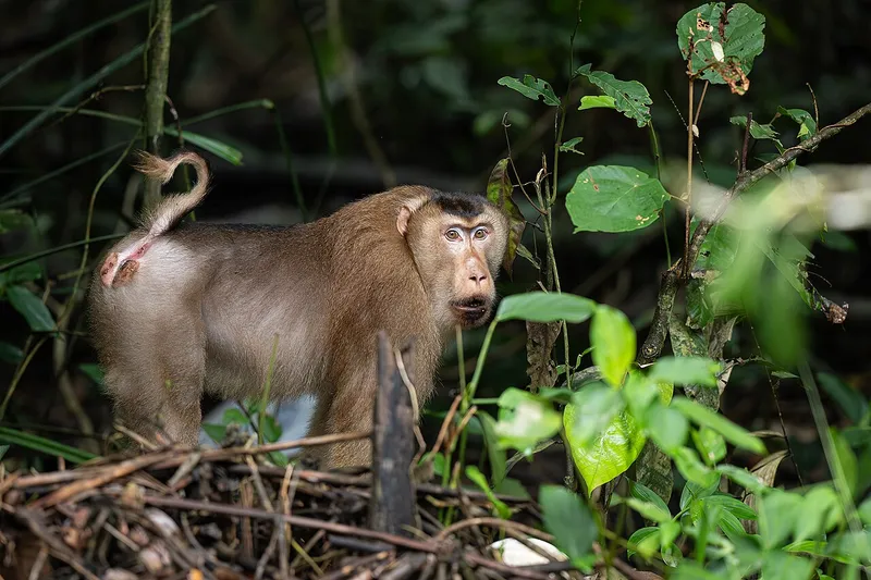 Foto Beruk (Macaca nemestrina).