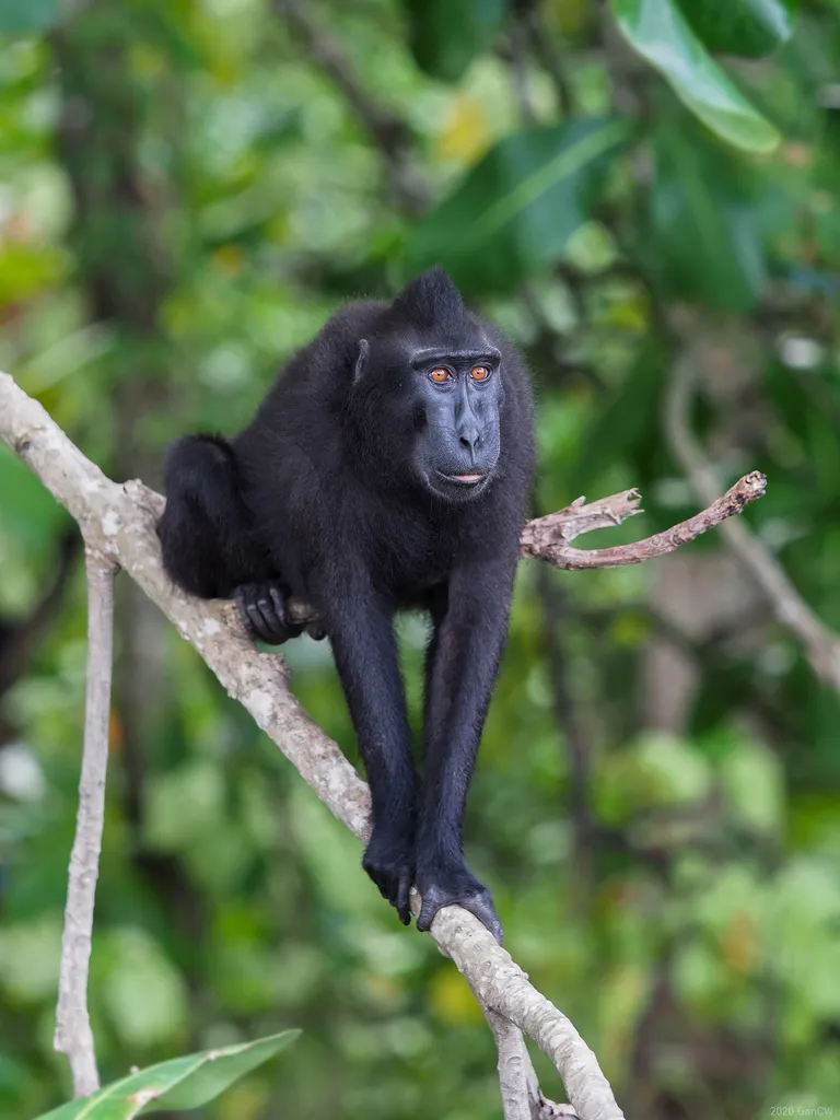 Foto Yaki (Macaca nigra).
