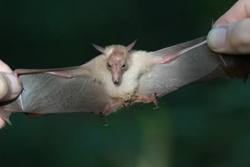 Foto Macroglossus minimus.