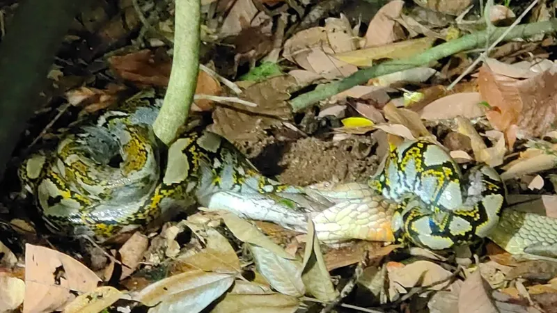 Foto Sanca Kembang (Malayopython reticulatus).