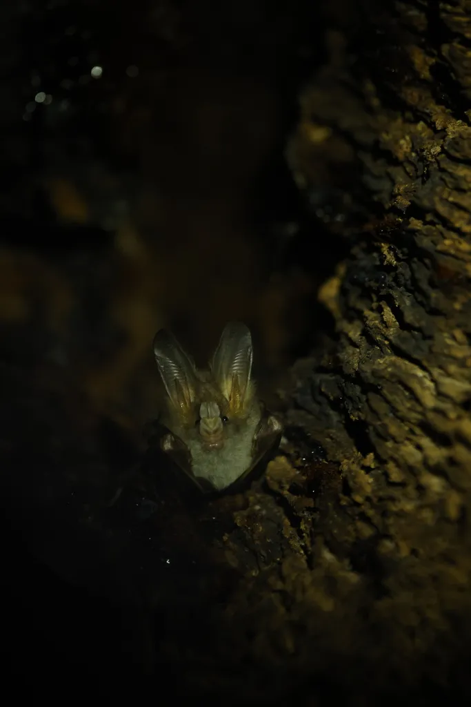 Foto Megaderma spasma.