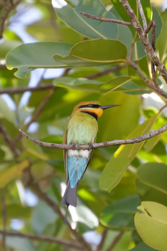 Foto Kirik-kirik australia (Merops ornatus).