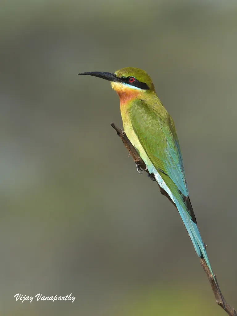 Foto Kirik-kirik laut (Merops philippinus).