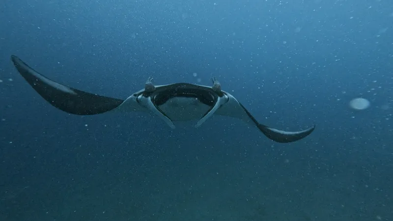 Foto Mobula birostris.
