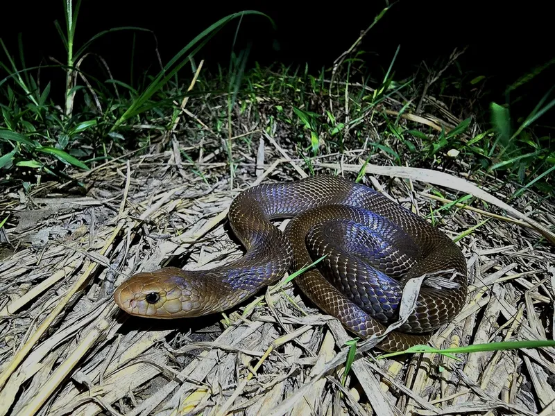 Foto Ular kobra Jawa (Naja sputatrix).