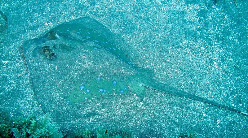 Foto Neotrygon caeruleopunctata.