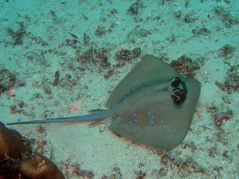 Foto Neotrygon moluccensis.