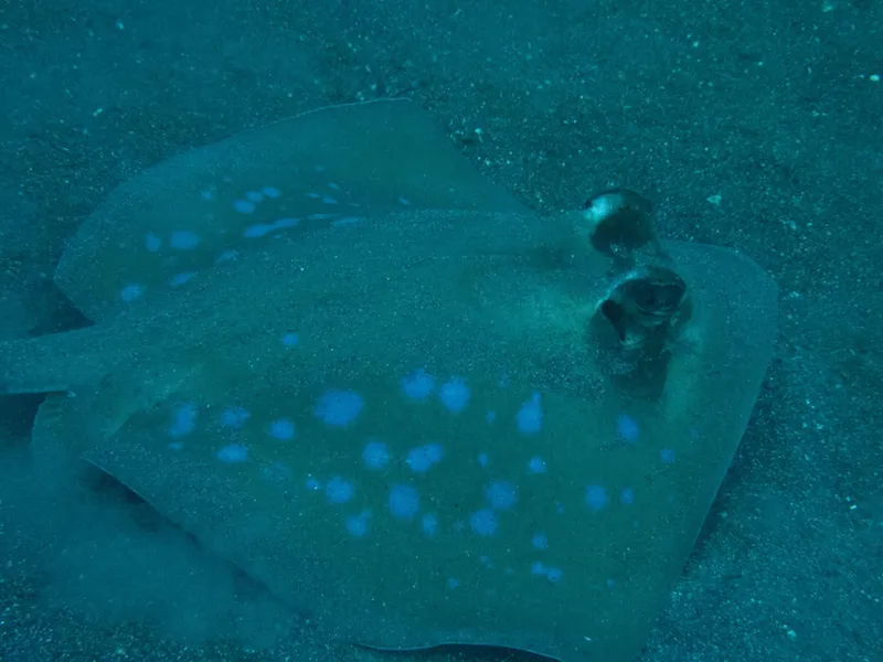 Photograph of Oriental Bluespotted Maskray (Neotrygon orientale).