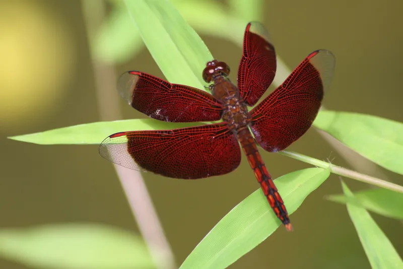Foto Capung-Jala Lekuk (Neurothemis ramburii).