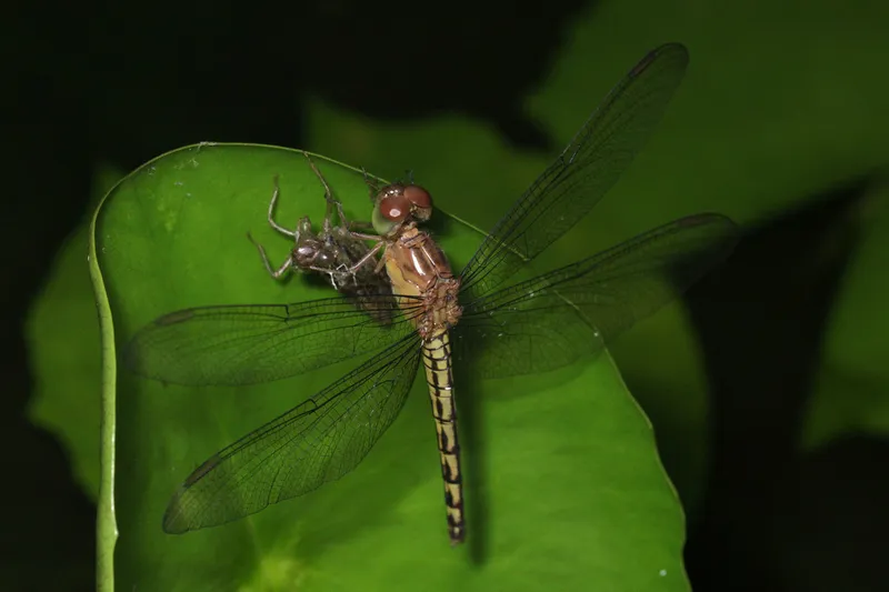 Foto Capung-Jala Lurus (Neurothemis terminata).