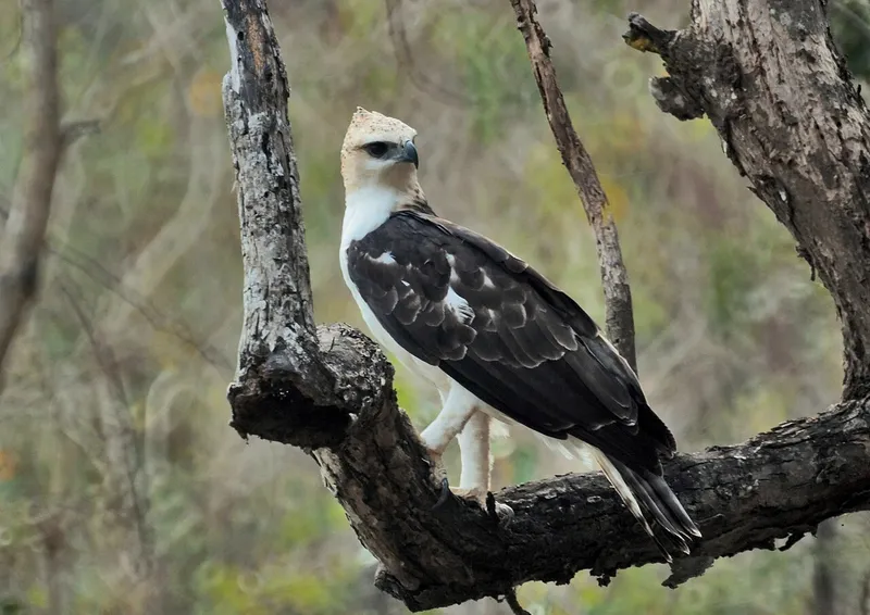 Photograph of Flores hawk-eagle (Nisaetus floris).