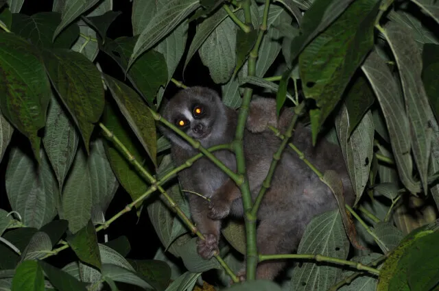 Foto Kukang sunda (Nycticebus coucang).