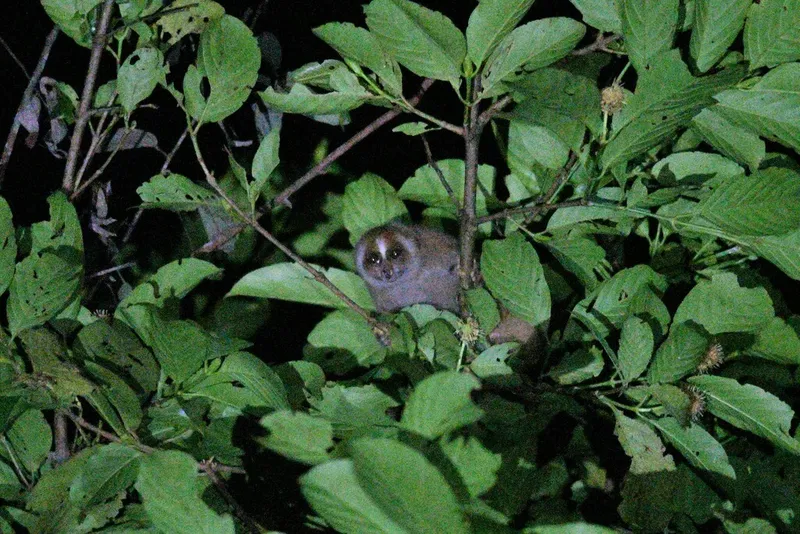 Photograph of Philippine slow loris (Nycticebus menagensis).