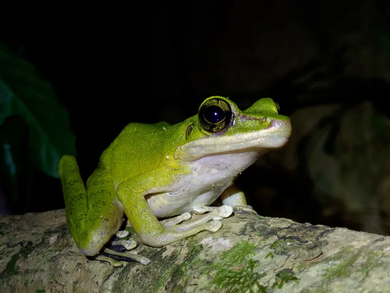Photograph of Poisonous Rock Frog (Odorrana hosii).