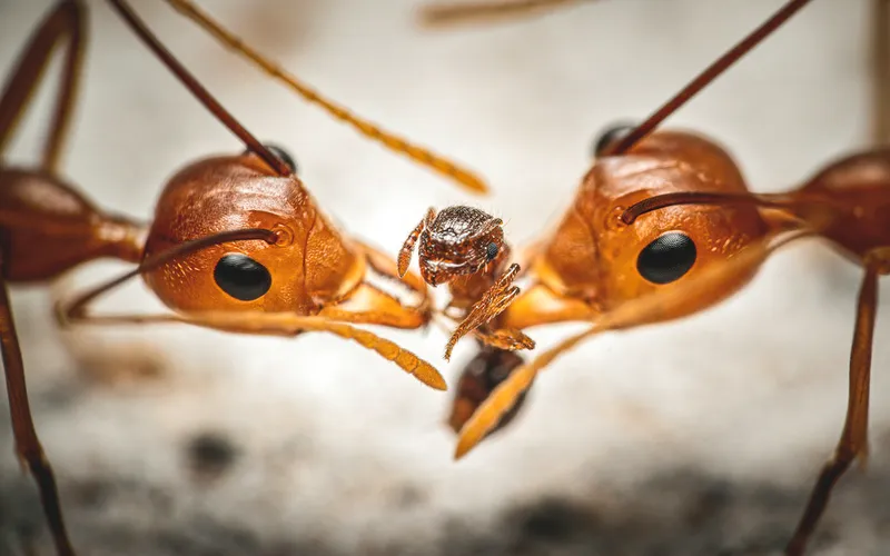 Foto Rangrang (Oecophylla smaragdina).