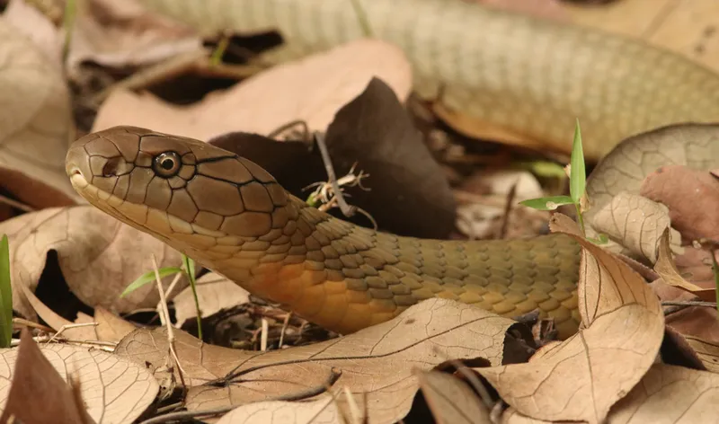 Foto King kobra (Ophiophagus bungarus).