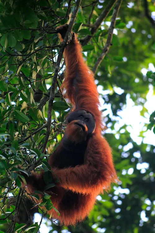 Orangutan Sumatera di antara dedaunan di Taman Nasional Gunung Leuser.