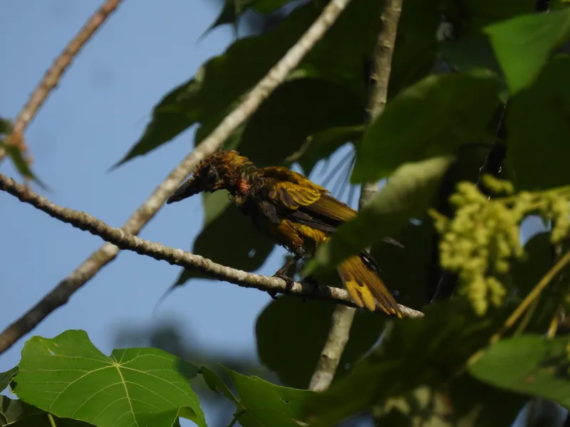 Foto Kepodang (Oriolus chinensis).