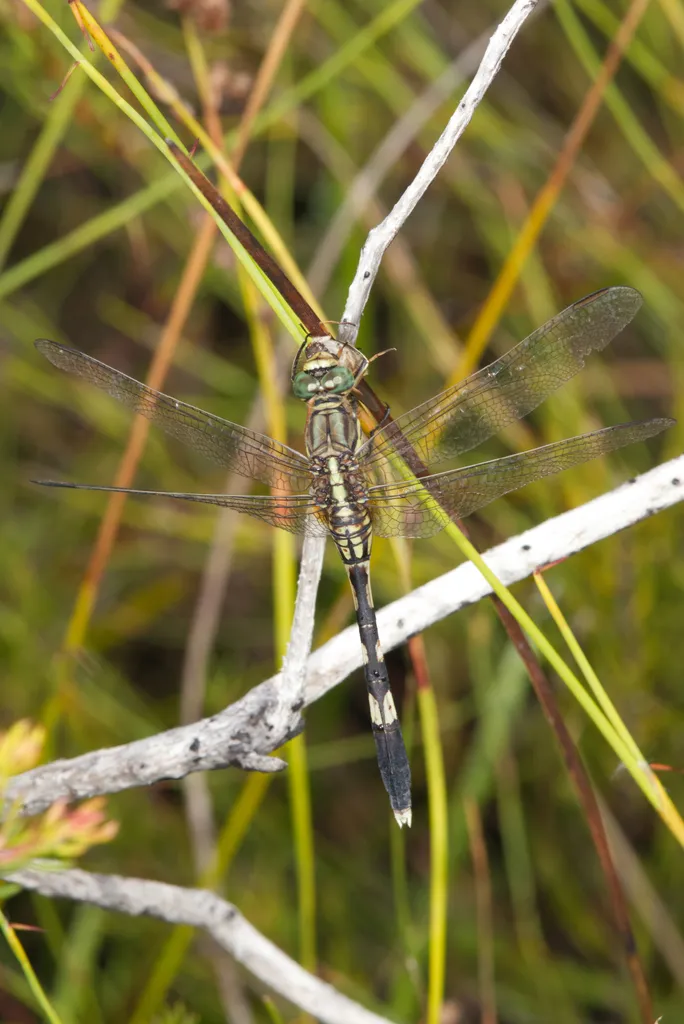 Photograph of Slender Skimmer (Orthetrum sabina).