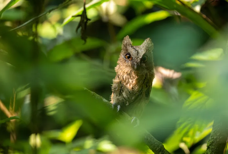 Photograph of Sunda scops owl (Otus lempiji).