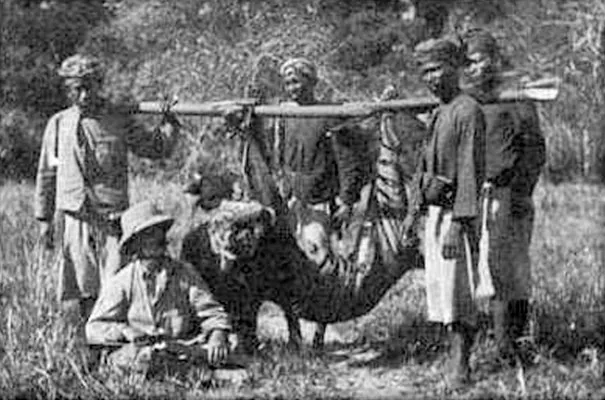 Black-and-white photograph of a dead Bali tiger hung from a pole among a group of people, 1911.