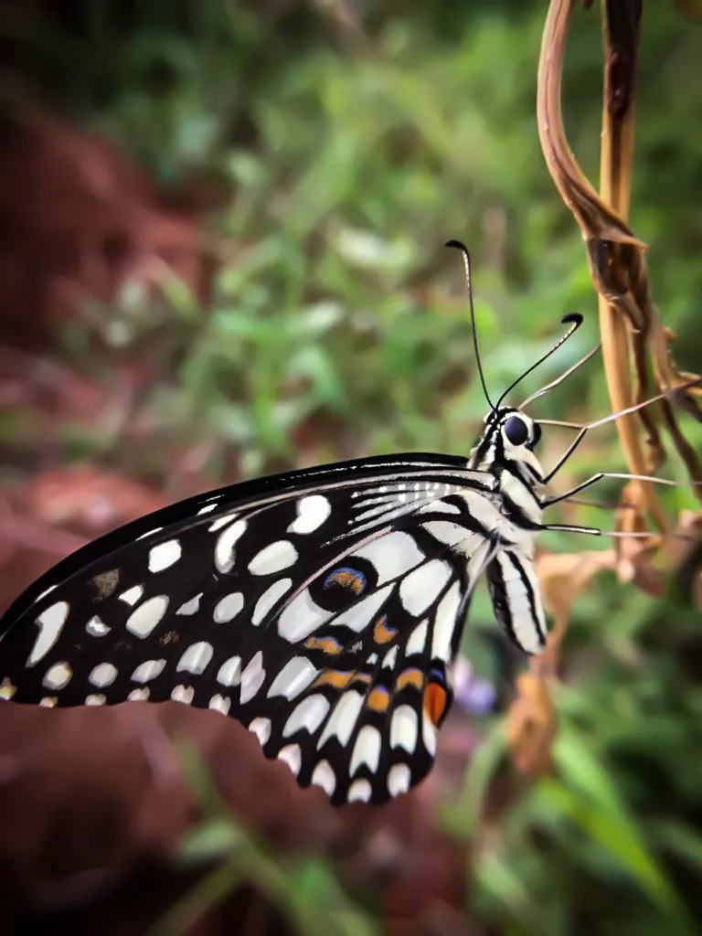 Foto Kupu-kupu jeruk (Papilio demoleus).