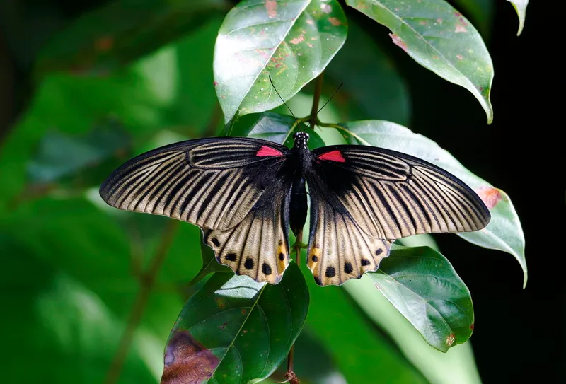 Foto Kupu kupu pastur (Papilio memnon).