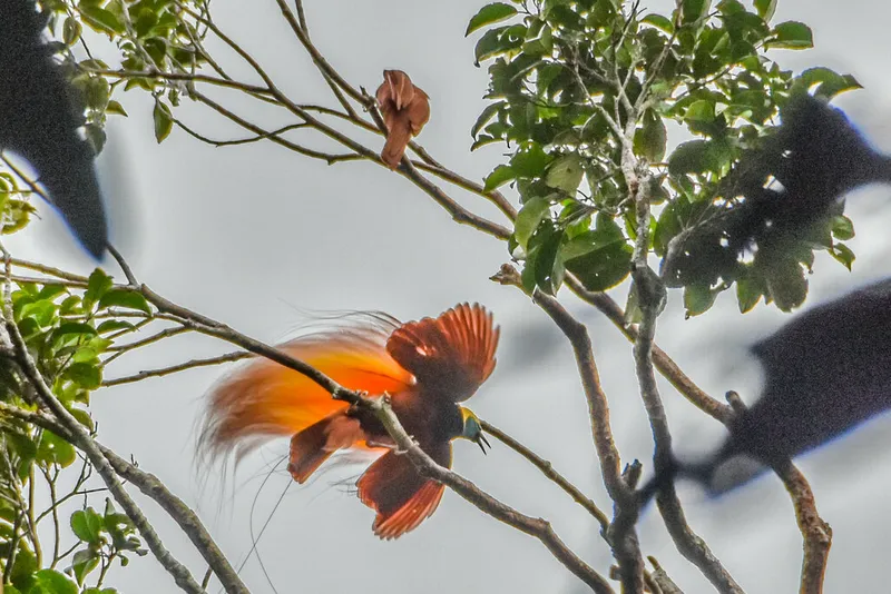 Foto Cenderawasih besar (Paradisaea apoda).