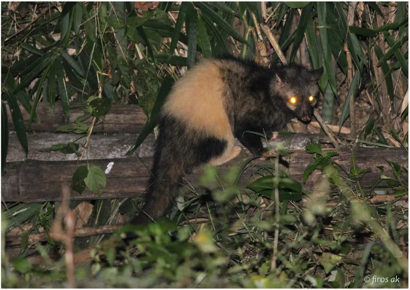 Foto Musang (Paradoxurus hermaphroditus).