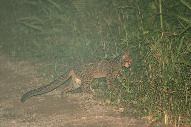 Foto Kucing batu (Pardofelis marmorata).