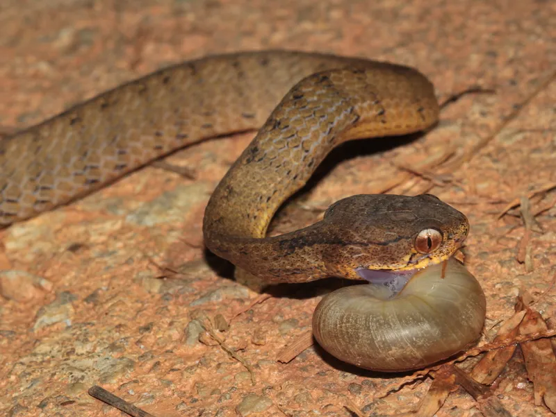 Foto Ular siput (Pareas carinatus).