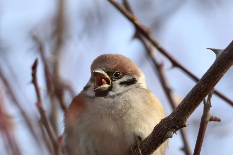 Foto Burung gereja (Passer montanus).