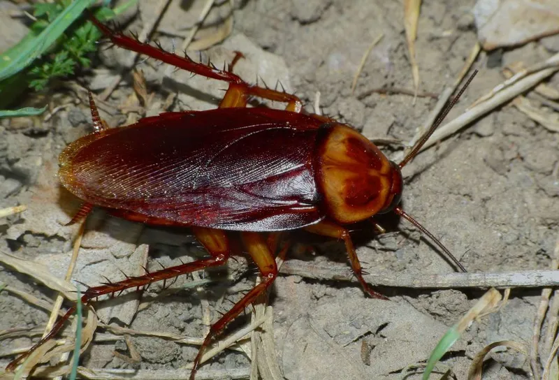 Photograph of American cockroach (Periplaneta americana).