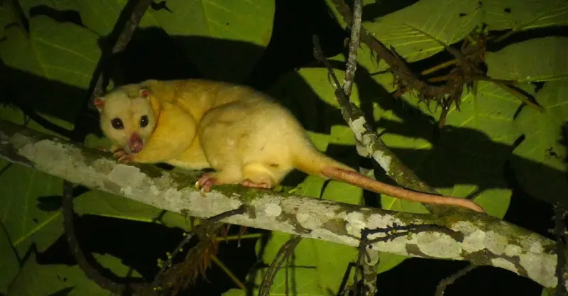 Foto Kuskus Coklat (Phalanger orientalis).