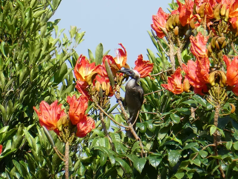 Foto Cikukua tanduk (Philemon buceroides).