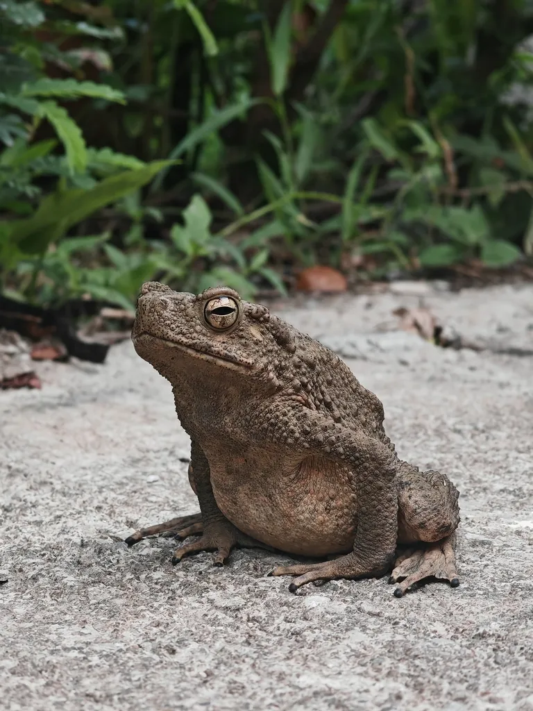 Foto Phrynoidis asper.