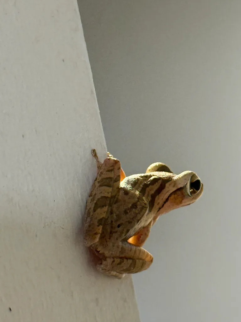 Foto Polypedates leucomystax.
